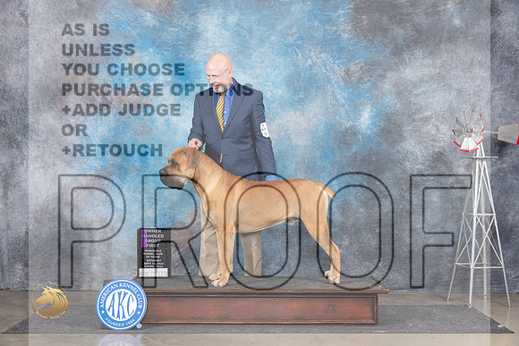 Boerboel #5 Sat OHG1 Judge Jon Cole__JP_5914_Amarillo_2024_HR3