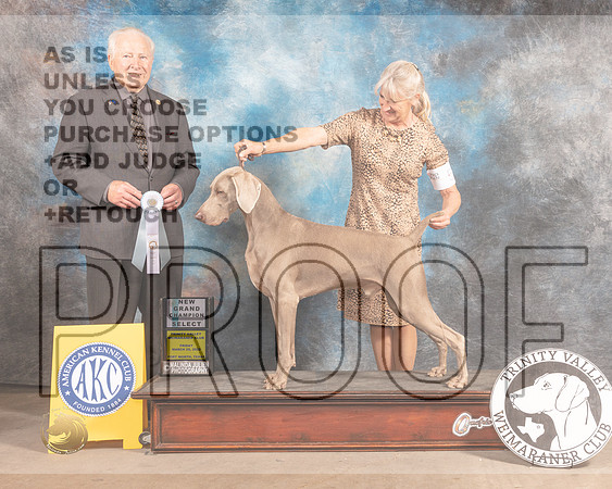 Weimaraner #5 Fri SD Judge Carmen Battaglia-MMJ_8012-FW2022-HR3