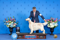 English Setter #20 FRI WB Judge Sandra Lex
