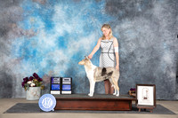 Collie Smooth #12 Sat WBMCH Judge Sulie Greendale-Paveza