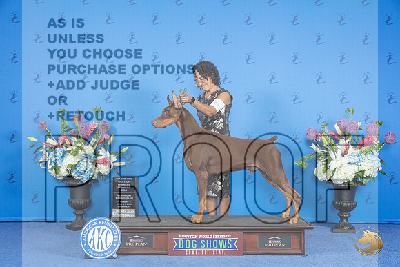 Doberman #9 SUN WD BOW M Judge Annella Cooper__JP_0095_Houston_2024_HR3