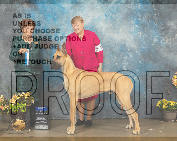 Great Dane #7 Fri BOW Judge Carol Jean Nelson-MMJ_9383-NWARK2022-HR3
