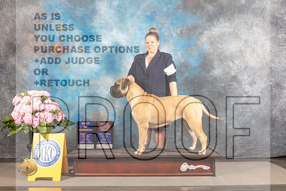 Bullmastiff #6 THUR BOW OHBOB Major Judge Karen McFarlane_MJ_4156_Houston_2022_HR3