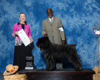 Bouviers Des Flandres #7 Thrs G4 Reid Wilbert Richard Brower Judge Mrs Carolyn Herbel