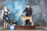 Saluki #19 Sun WDBOWM Judge Sulie Greendale-Paveza