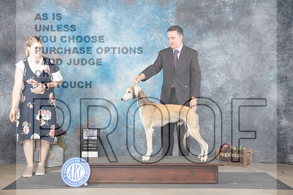 Saluki #19 Sun WDBOWM Judge Sulie Greendale-Paveza__JP_7816_Belton_2024_HR3