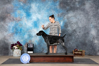 German Shorthaired Pointer #5 Sat SDM Judge Kim Meredeth