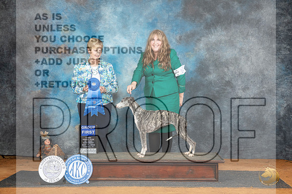 Whippet #14 Sat G1 Judge Karen Hynek__JP_8133_MARSHALL_2024_HR3