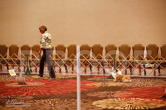 _JJ_7187-HstnCorgiFeb2015-HR3