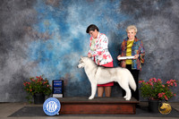 Siberian Husky #11 Sat G1 Judge Paul F Willhauck