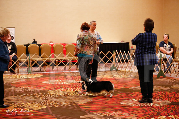 _JJ_8019-HstnCorgiFeb2015-HR3