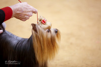 Yorkshire Terrier #10 Sun Brown Rachel And Gareen Wilson Ring