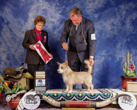 Portuguese Podengo Pequenos #5 Sat Group 2nd Houlihan Carol and Katherine Sullivan David Williams Judge P Trotter