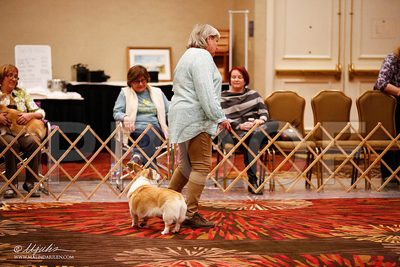 _JJ_7228-HstnCorgiFeb2015-HR3
