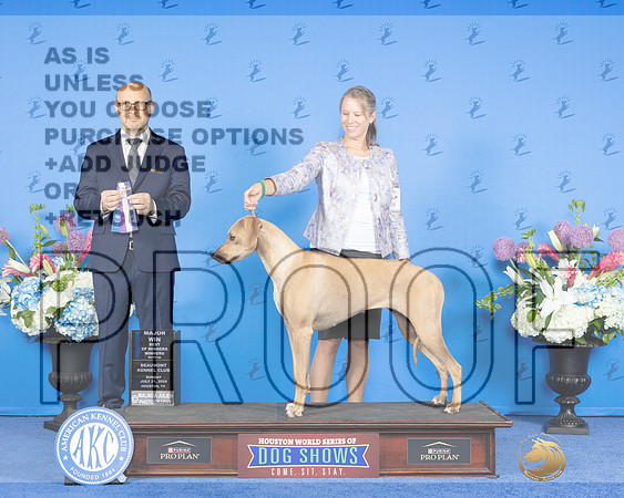 Rhodesian Ridgeback #8 SUN WB BOW M Judge Jamie Hubbard_JP_0143e_Houston_2024-HR3