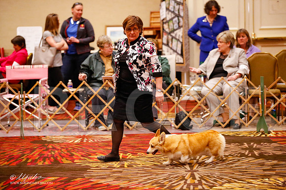 _JJ_0057-HstnCorgiFeb2015-HR3