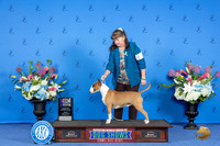 Bull Terrier Colored #26 WB M Judge Ann Yuhasz
