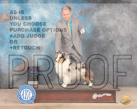 Shetland Sheepdog #30 Sat BOWBOS Judge Pat Trotter-MMJ_3807-Abilene2022-HR3