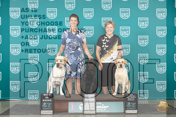 Labrador Retrievers #1211 #1215 #1036 BOB COC BOWNCH Judge Kathie Short__JP_2012_Premier_2024_HR3