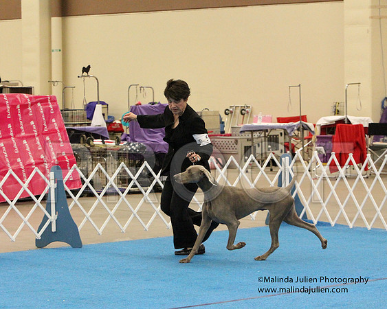 Weim-0579