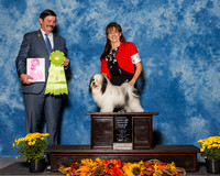 Havanese #5 Sun R OH BiS Licastro Darlene David Scheirist D Scheiris Judge Mr James Fehring