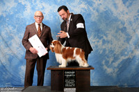 Cavalier King Charles Spaniel #15 Sat G4 Henry Dr Bruce & Shirley Agent Clint Livingston Judge Edd Bivin