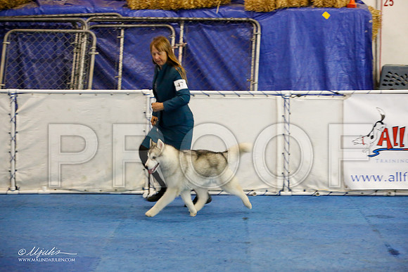 _M3_9045-AddisonHuskyMar2015-HR3