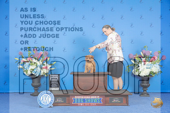 Norfolk Terrier #24 SAT SB Judge Nancy Liebes__JP_0035_Houston_2024_HR3
