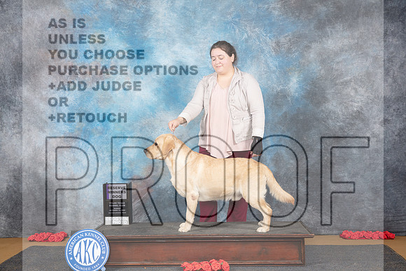 Labrador #11 Sat RWD Judge Nikki Riggsbee__JP_0762_Sulphur Springs_2024_HR3