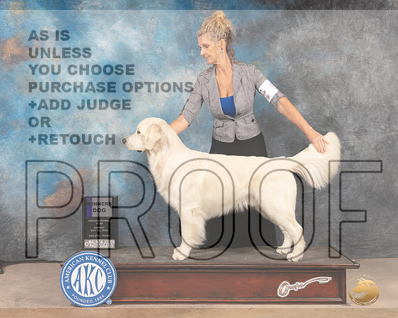 Golden Retriever #5 Sun WD Judge Gloria Kerr-MMJ_4442-Abilene2022-HR3