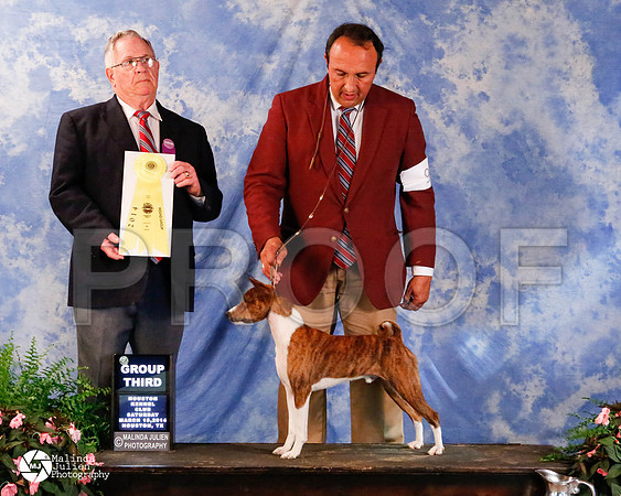 Basenji-0865-HstnMar2014-HR3