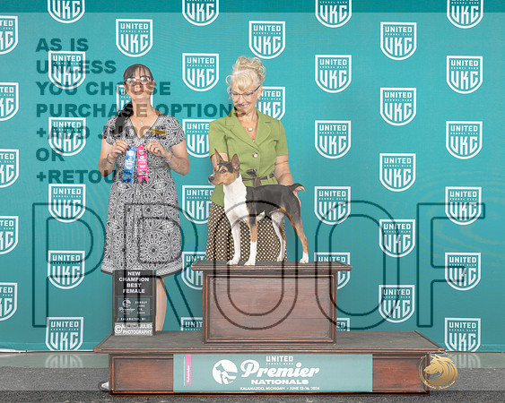 Rat Terrier #1138 Sun BF CH Judge Stephanie Mueller_JP_3046e_Premier_2024-HR3