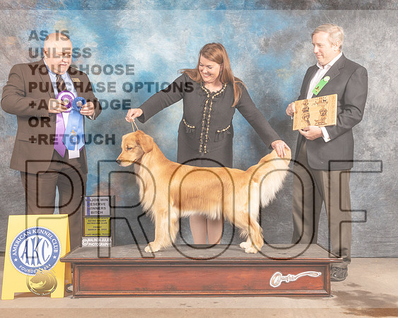 Golden Retriever #10 Fri RWB Judge Gordon Hayburn-MMJ_7450-FW2022-HR3