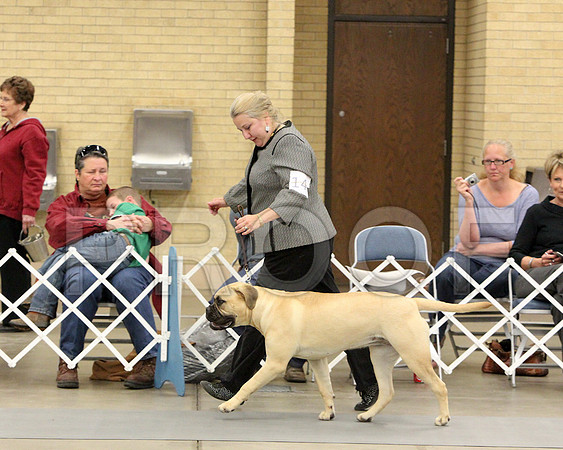 9-12PupSweeps-6908
