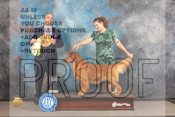 Golden Retriever #7 WED Best in Sweeps Judge Chris Leitkowski_MJ_1856_Houston_2022_HR3