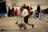 Australian Shepherd Ring Sun