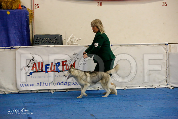 _M3_8671-AddisonHuskyMar2015-HR3