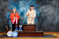 Chihuahua Long Coat #34 Fri BOS Judge Suzanne Dillin