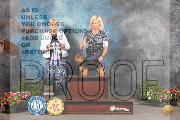 Norwich Terrier #7 Sat AOM Judge Debra Thornton_MJ_0074_SA_2022_HR3