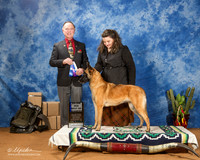 Belgian Malinois #14 Sat BOW Maj