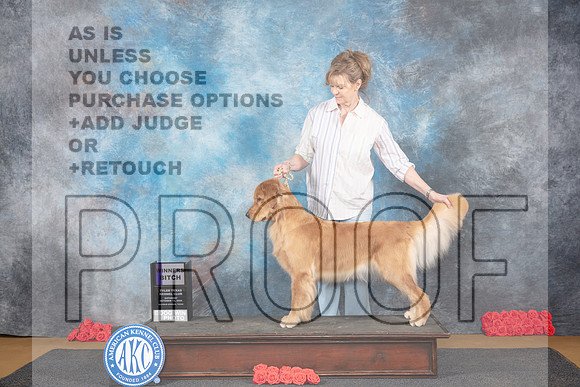 Golden Retriever #8 Sat WB Judge Nikki Riggsbee__JP_0177_Sulphur Springs_2024_HR3