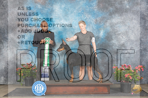 Doberman Pinscher #22 Sat BISS Judge Melvin Mobley __JP_4958_San Antonio_2024_HR3