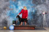 German Pinscher #5 Sat OHG2 Judge Jon Cole r