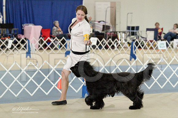 Briard-2838LR