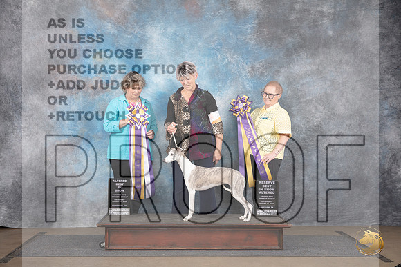 Whippet #248 Sat RBIS and BIS Judge Brenda and Jeniffer Landers__JP_2807_LongviewTX_2024_HR3