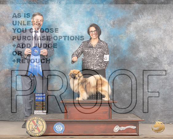 Tibetan Spaniel #5 Sun G1 Judge Jim FehringMMJ_5777_Mdlnd2022_HR3