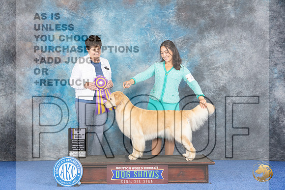 Golden Retriever #20 WED BOB Judge Ann Yuhasz__JP_7397_Houston_2024_HR3