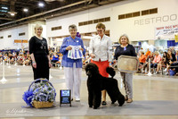 Poodle Standard #19 Thurs BOW Maj Campbell Linda Judge D Cozart Agent Sarah J Perchick + A2