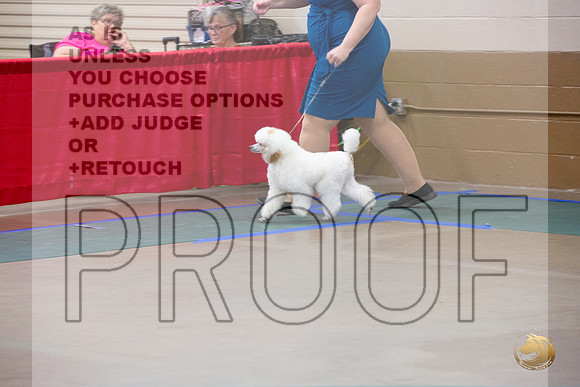 Poodle Minature # Ringside Sat_JJL_3917_LongviewTX_2024_HR3