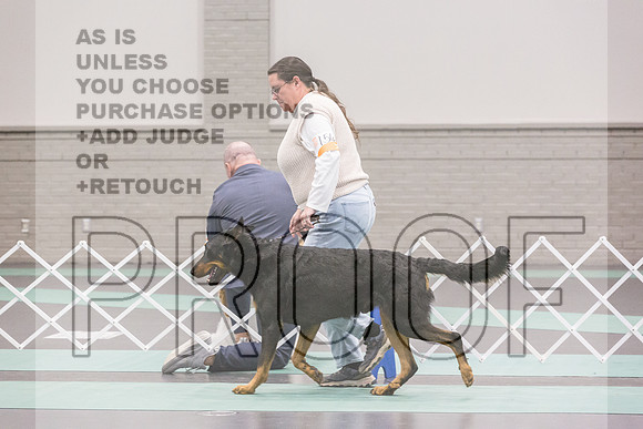 Beauceron Rings Fri Ring 1_JJL_5939_UKCLNGVIEWOCT2024_2024_HR3